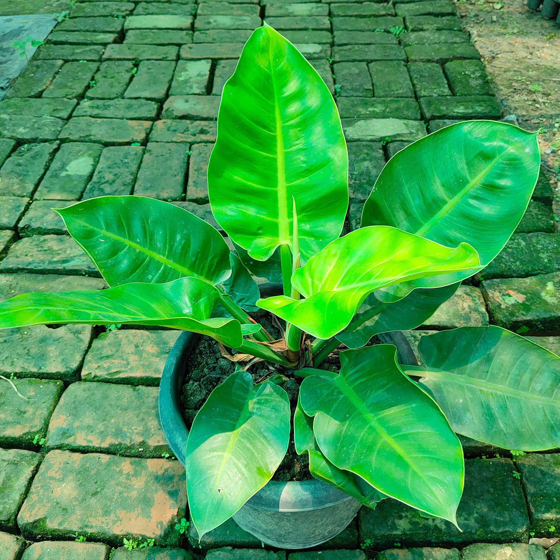 Indoor Plants Green Mall